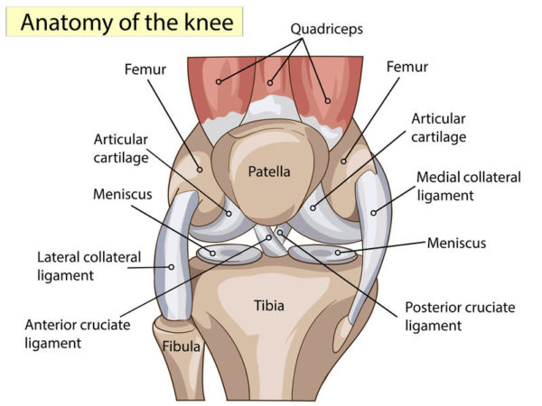 anatomy of the knee front view