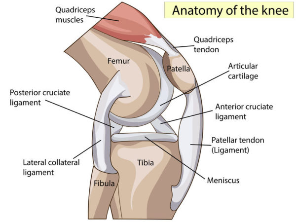 anatomy of the knee side view